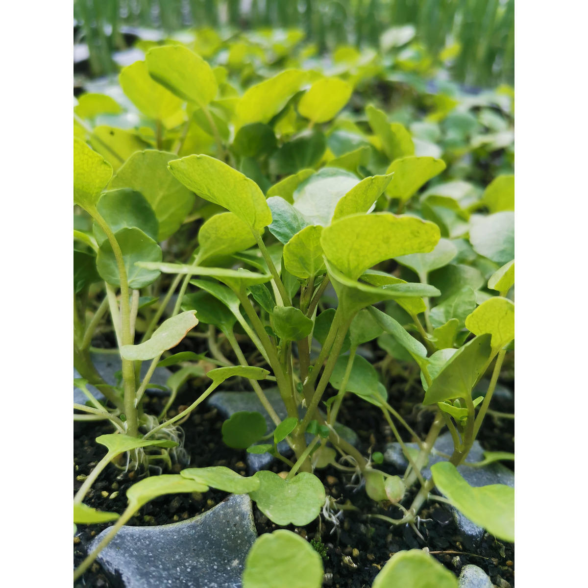 Watercress Seedling Clevedon Herbs And Produce New Zealand