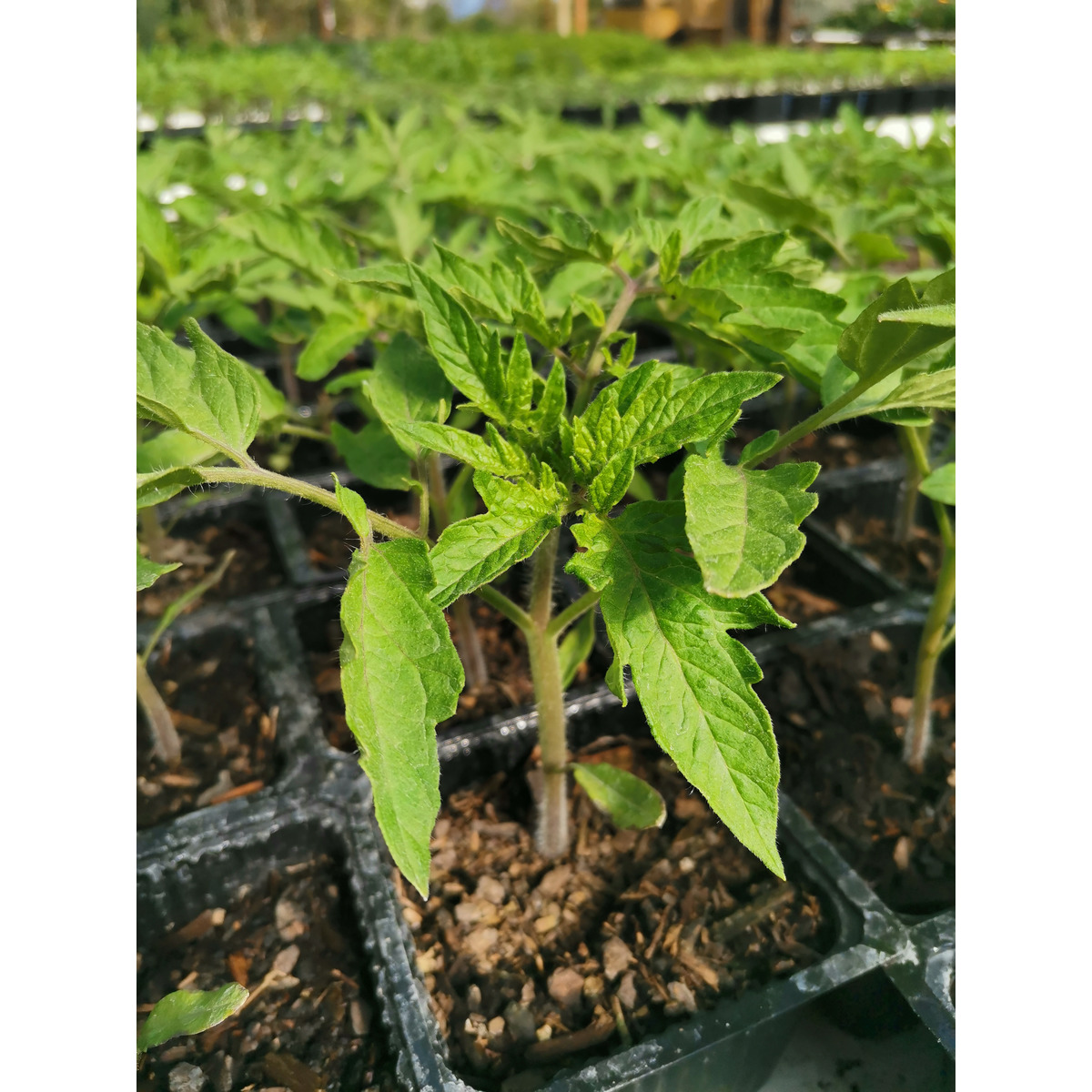 Tomato Seedling - Enterprise